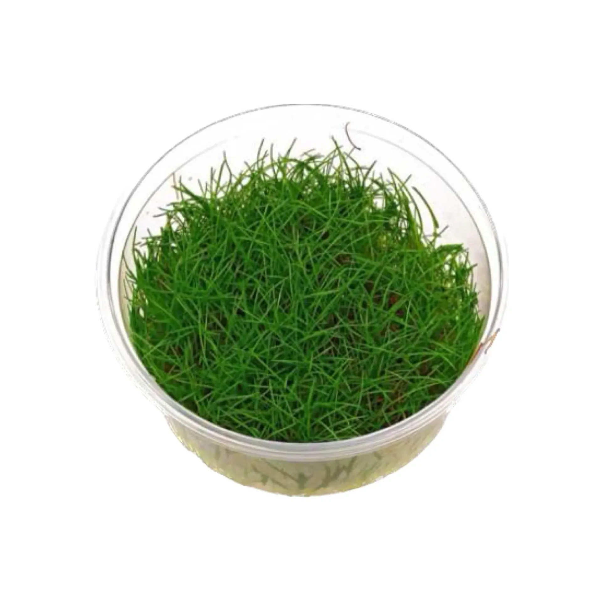 [AG-E291] AG | Eleocharis acicularis - Cup