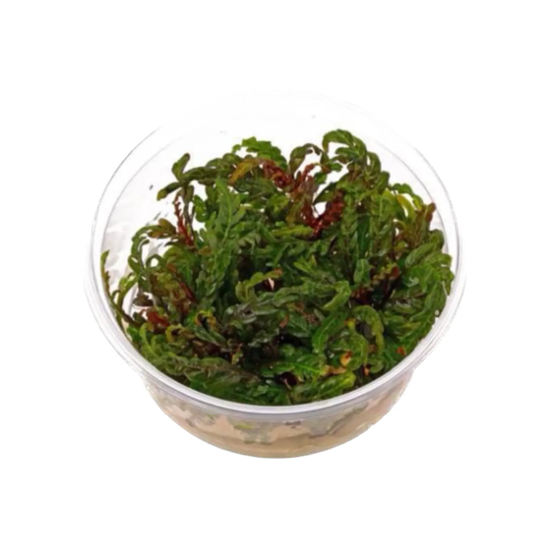 [AG-H292] AG | Hygrophila pinnatifida - Cup