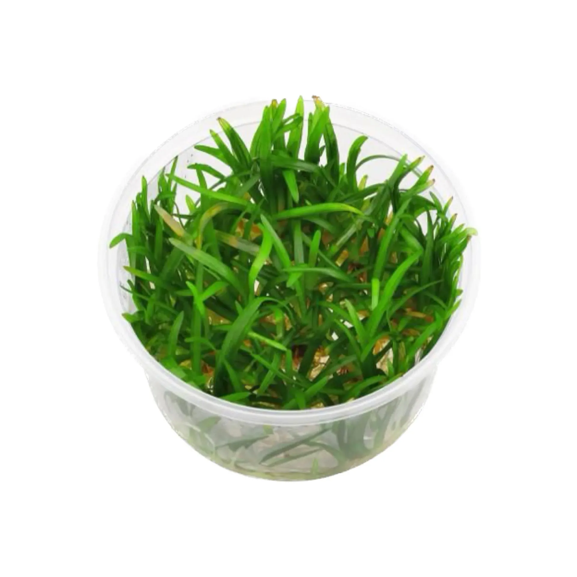 [AG-S293] AG | Sagittaria subulata - Cup