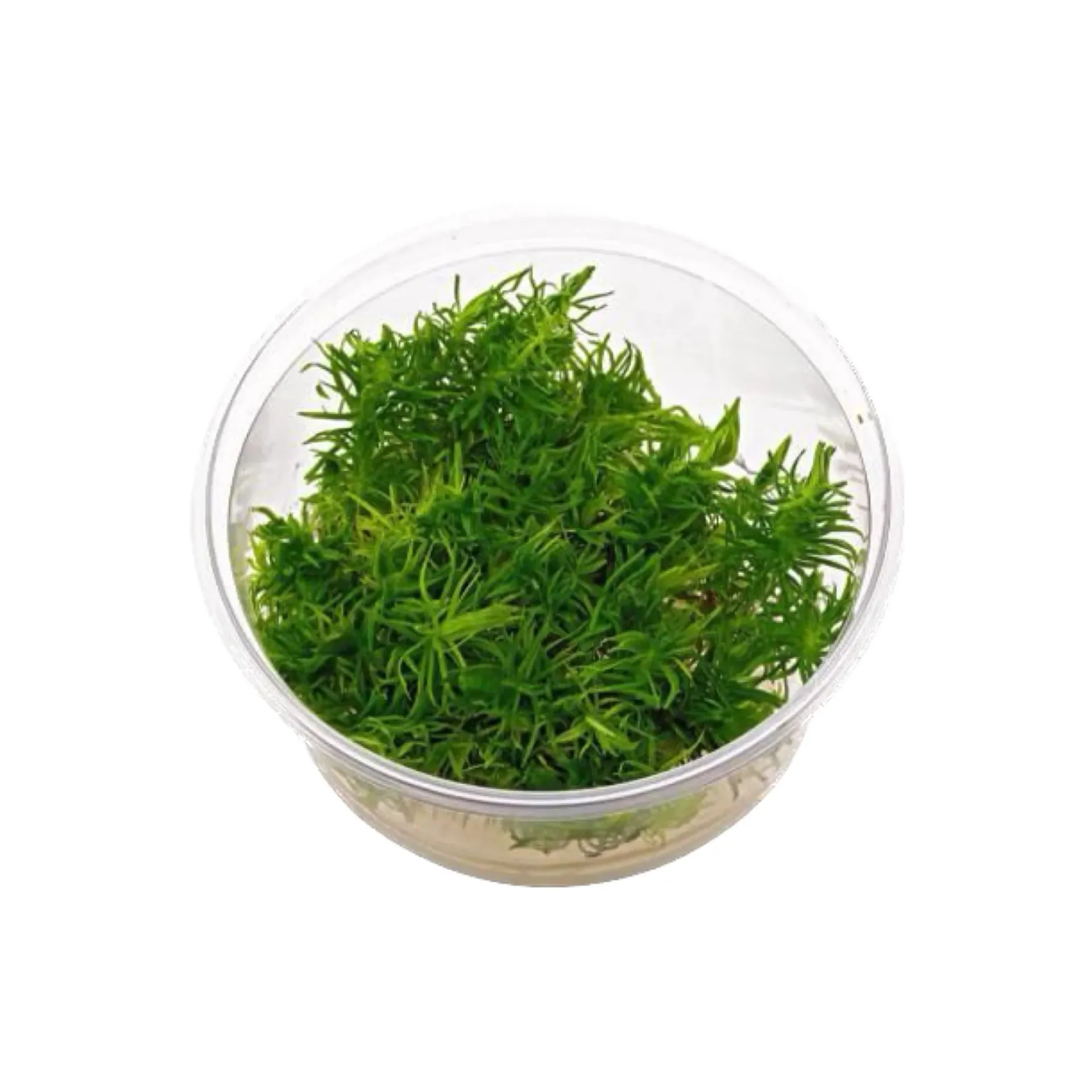 [AG-P295] AG | Pogostemon deccanensis or Pogostemon erectus - Cup