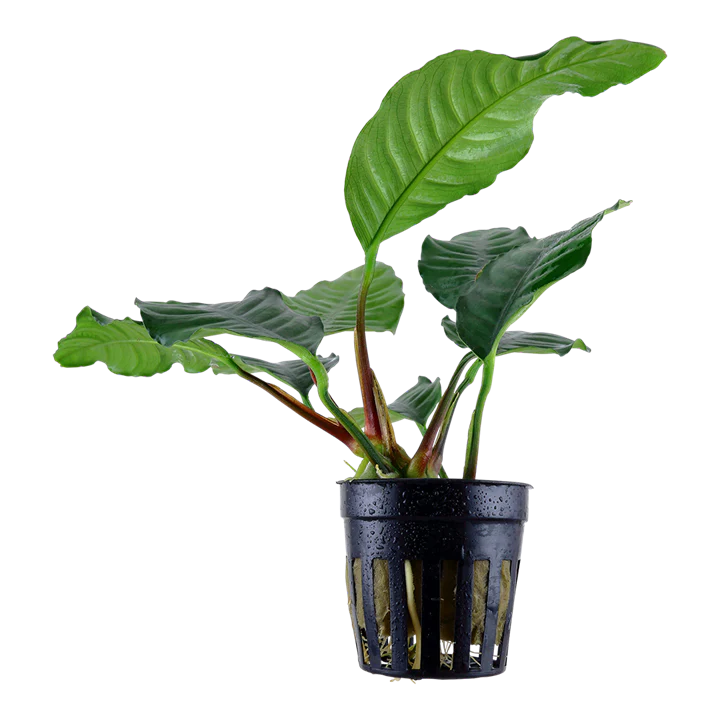 [AG-A296] AG | Anubias barteri var. 'Coffeifolia' - Pot