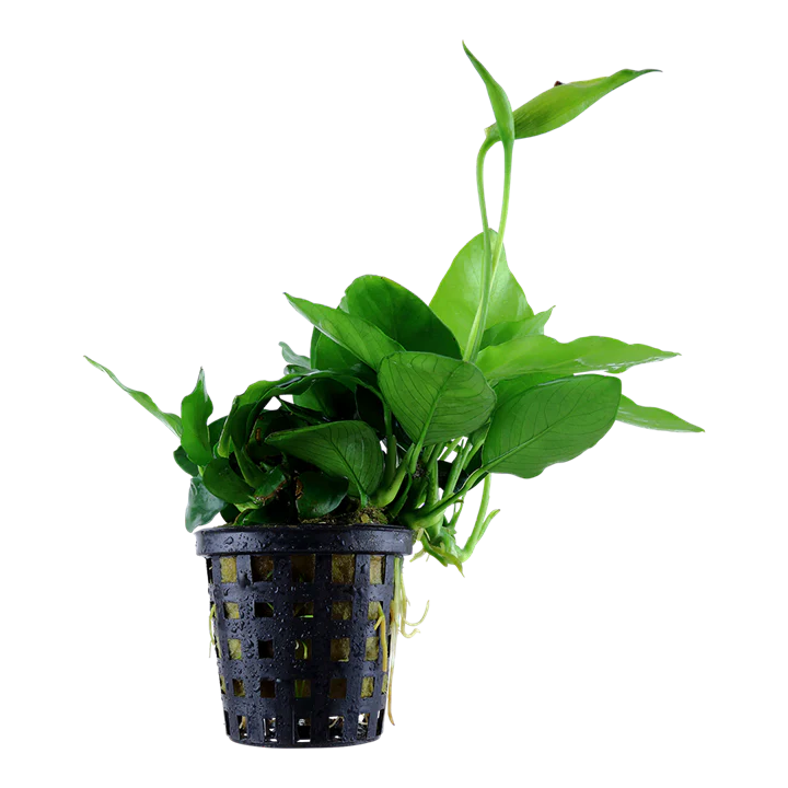 AG | Anubias barteri var. nana 'Large' - Pot