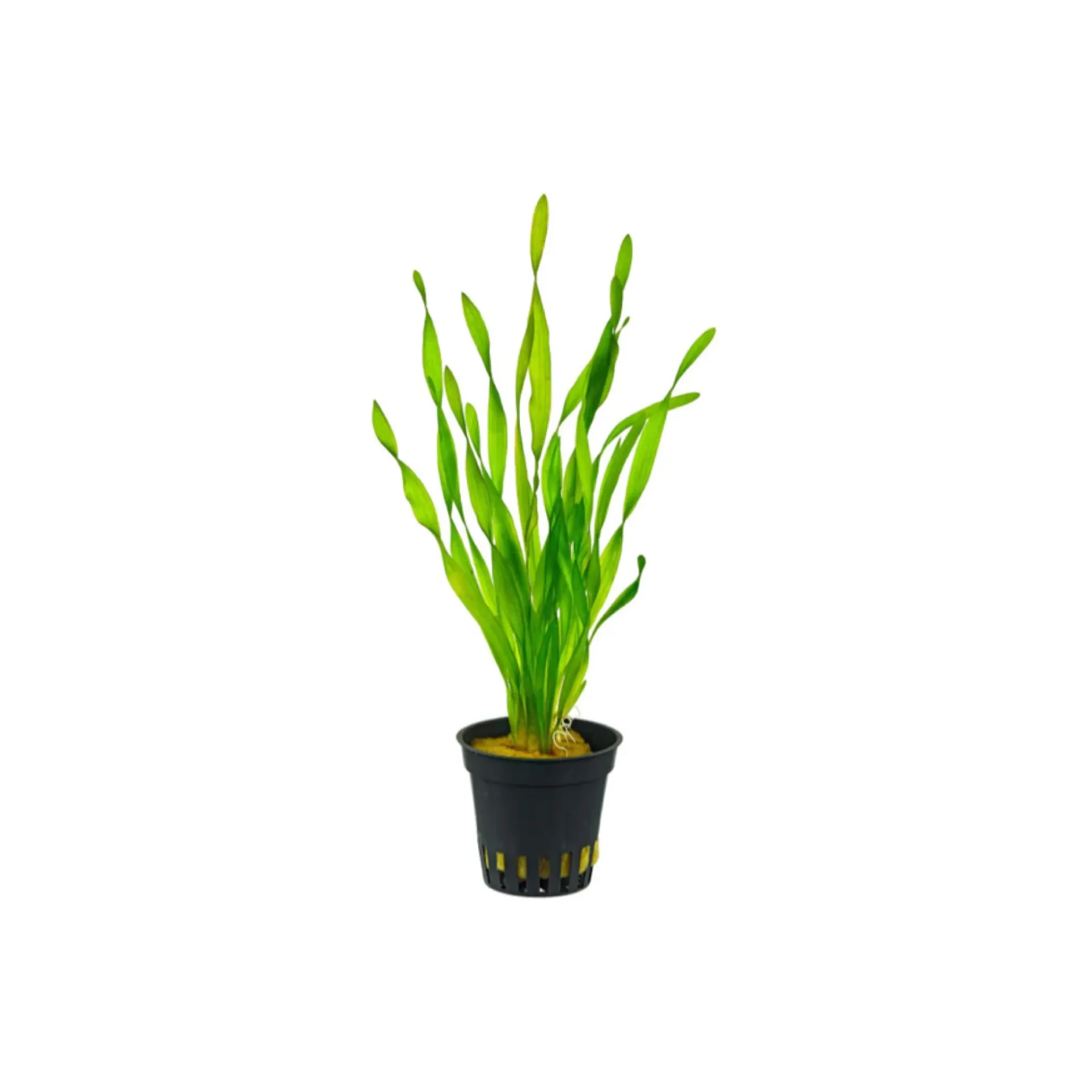 [AG-V345] AG | Vallisneria Tortifolia or Torta - Pot
