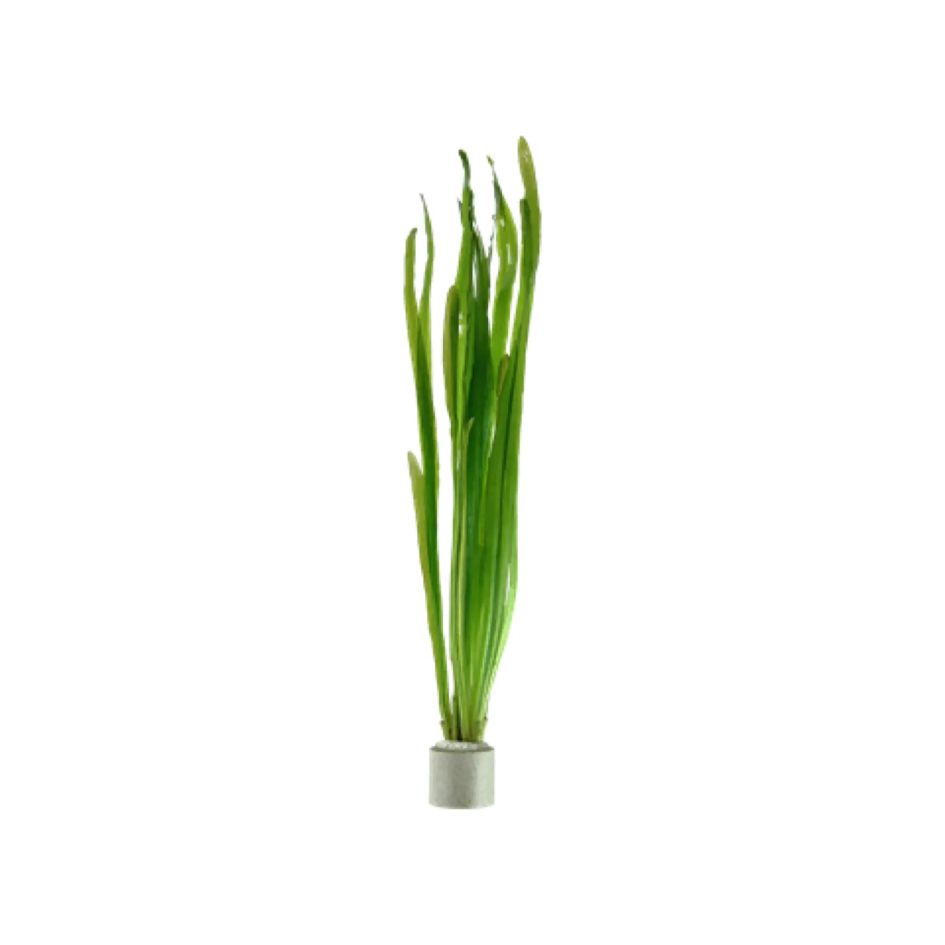 AG | Vallisneria Americana Natans or Gigantea - Weighted or Pot