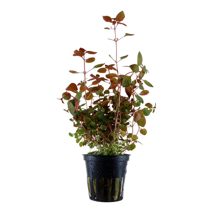 [AG-L347] AG | Ludwigia palustris 'Super Red' - Pot