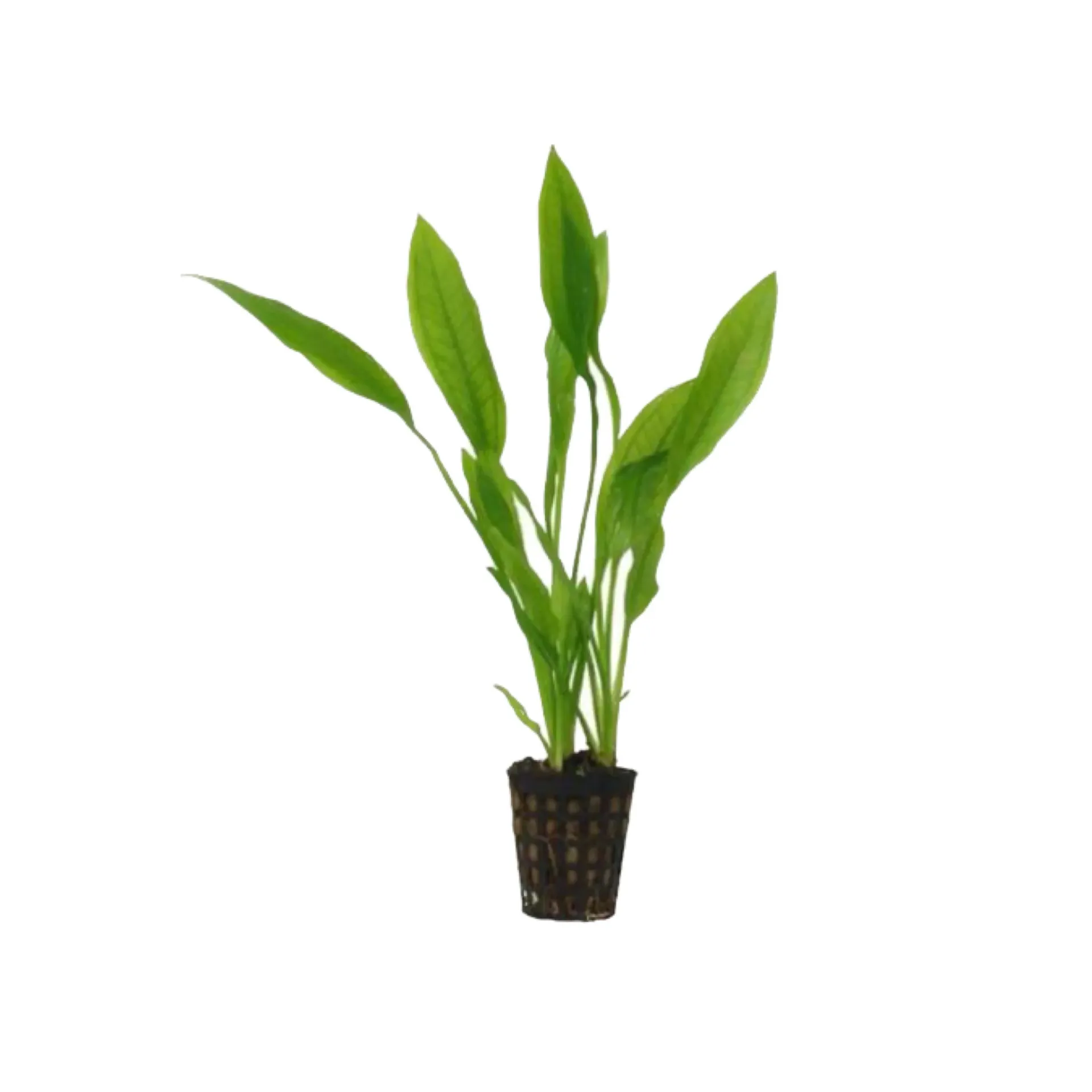 [AG-E349] AG | Echinodorus americanus - Pot