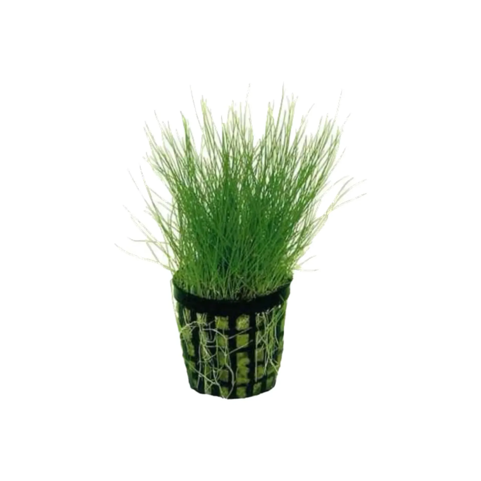 [AG-E350] AG | Eleocharis parvula - Pot