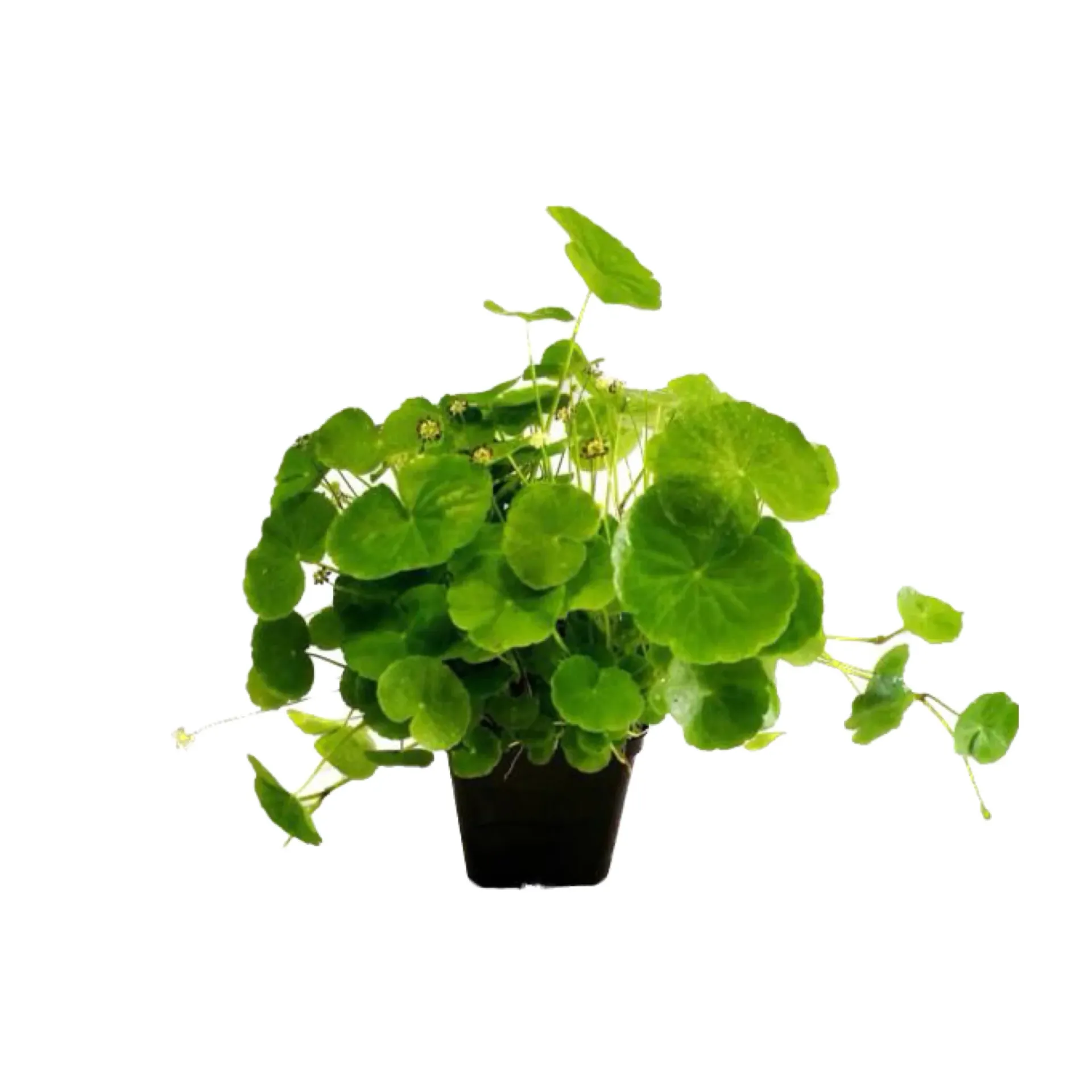 [AG-H352] AG | Hydrocotyle leucocephala (Brazilian pennywort) - Pot