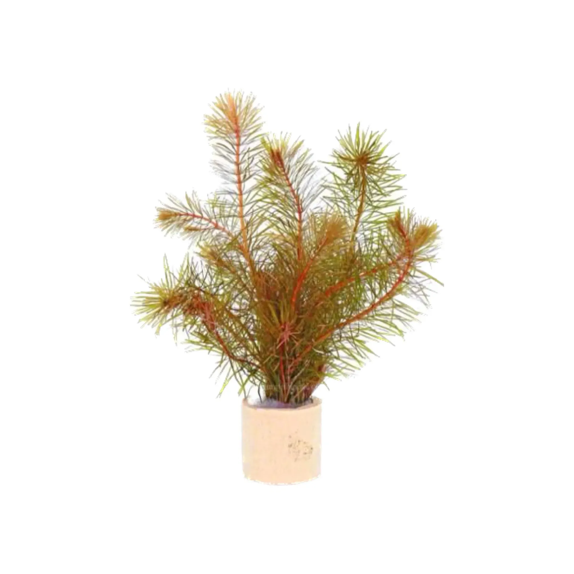[AG-R353] AG | Rotala wallichii - Pot