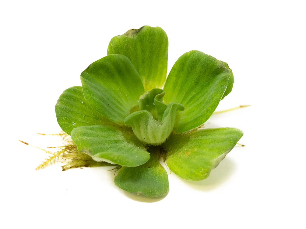 [AG-W355] AG | Water lettuce (Pistia stratiotes) - Piece