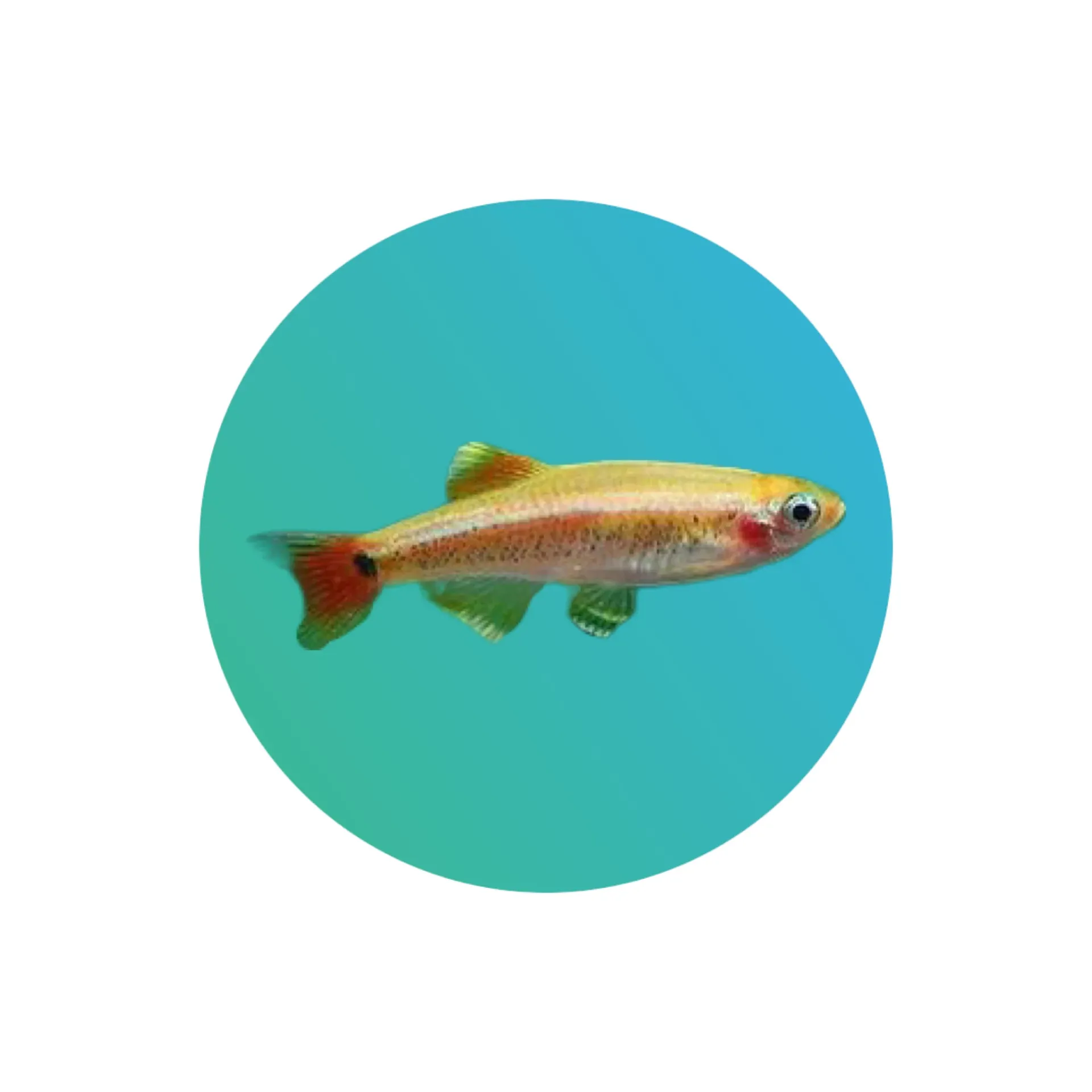 Gold white cloud mountain minnow