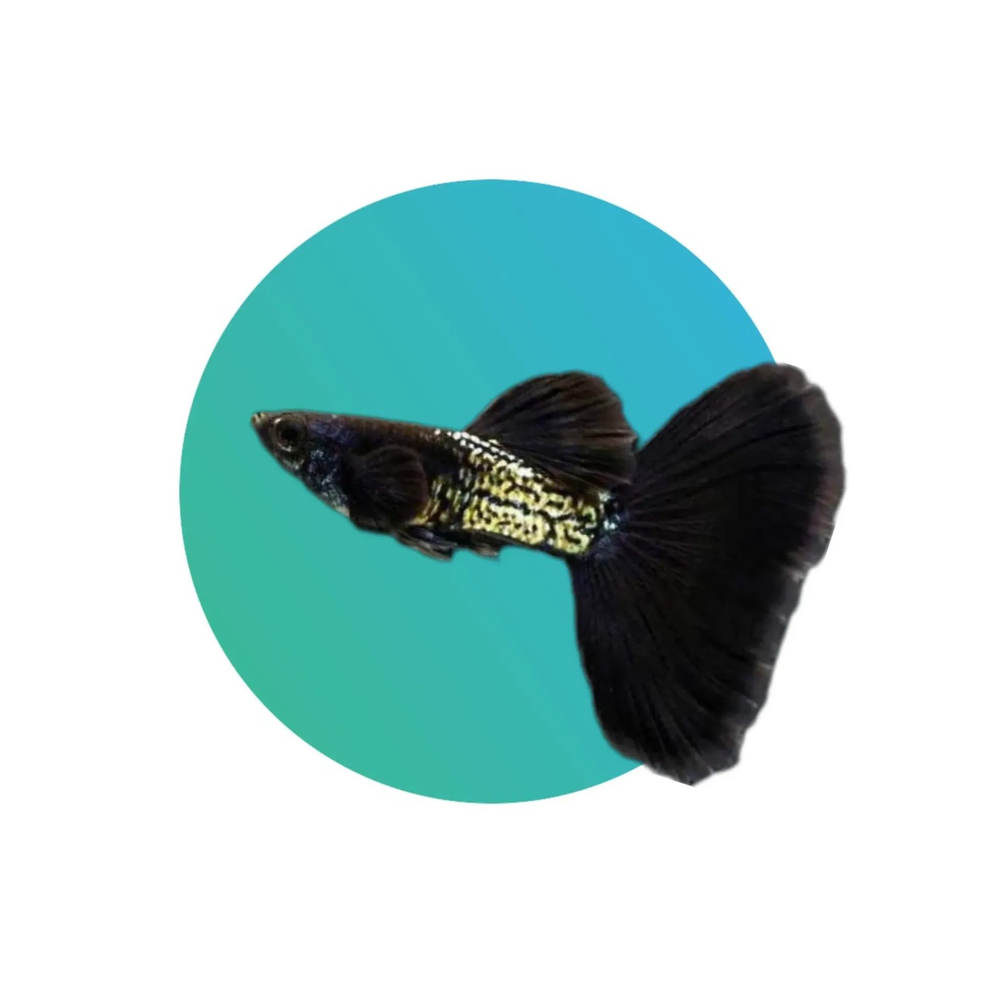 Guppy Metal Black Tail