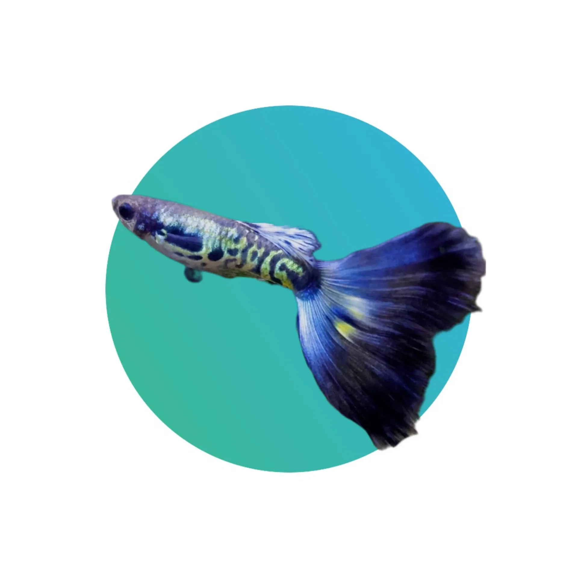 Guppy Galaxy Neon Blue Tail