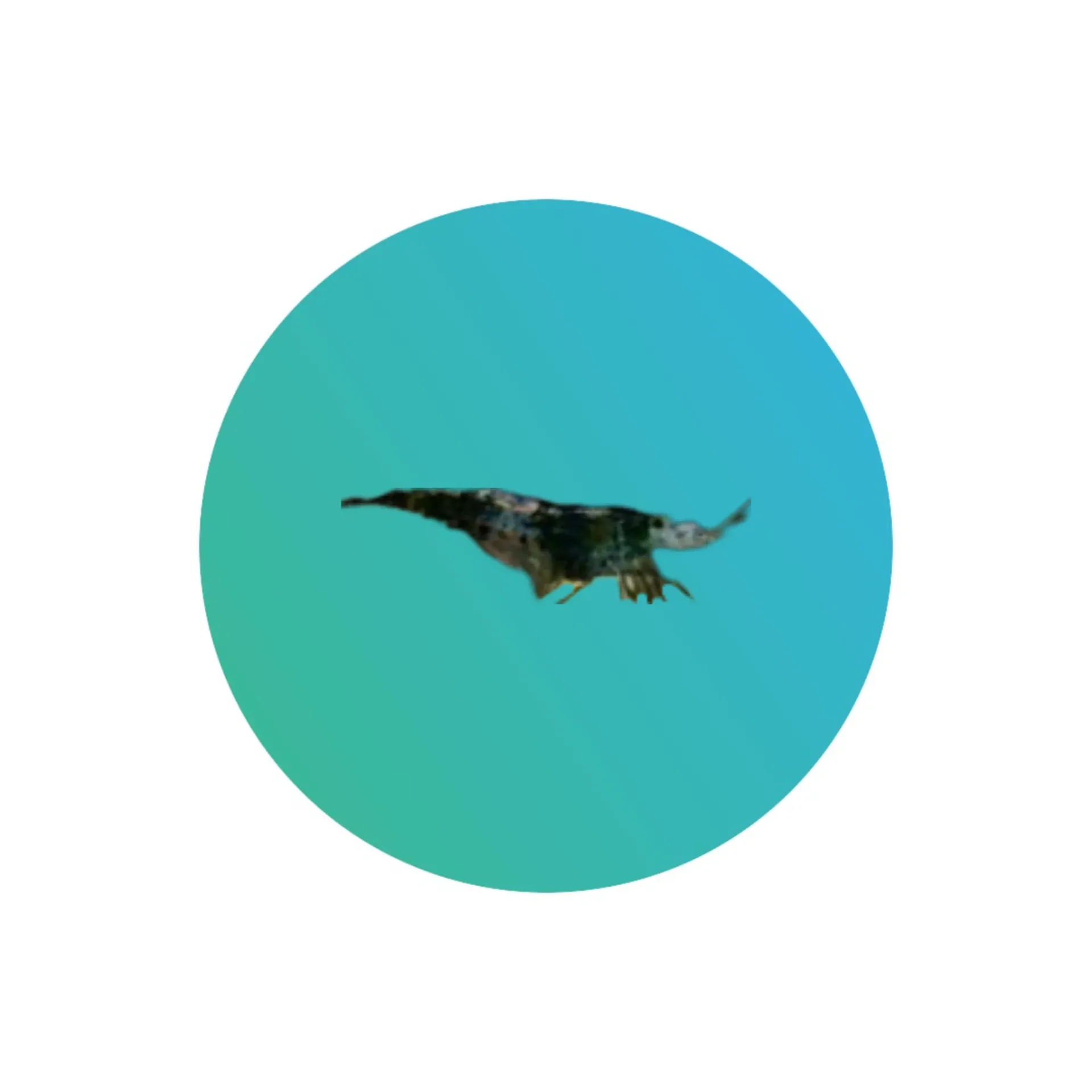 Sushi shrimp (Neocaridina sp.)