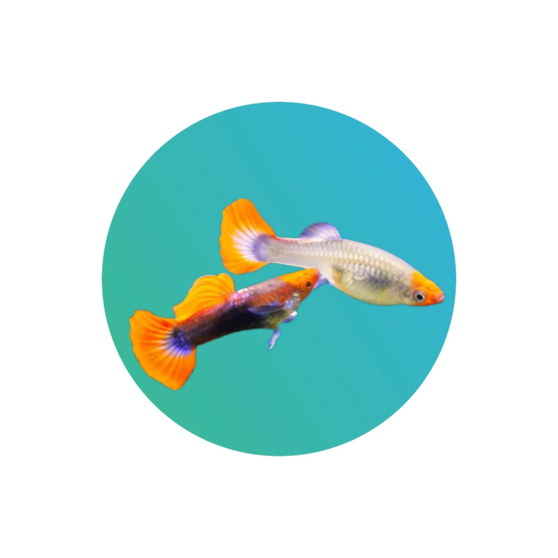 [KTGP-PR] Koi tuxedo guppy (PAIR)