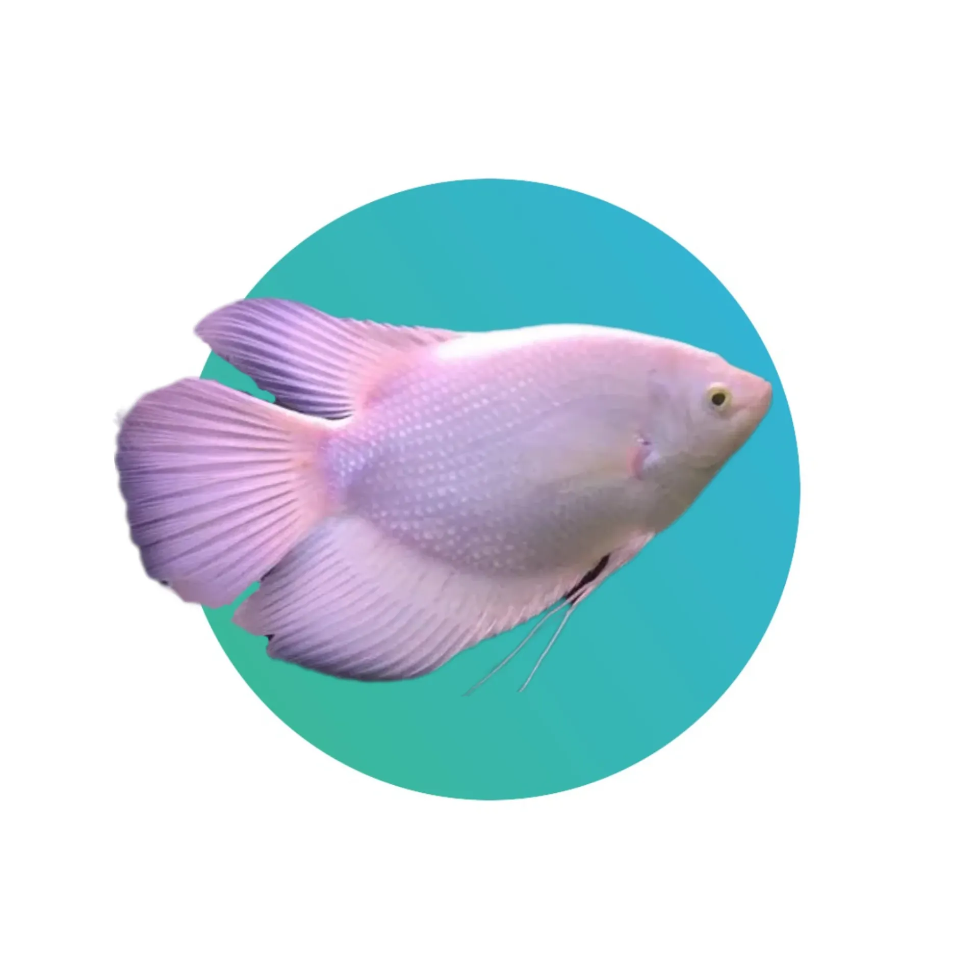 Giant Gourami