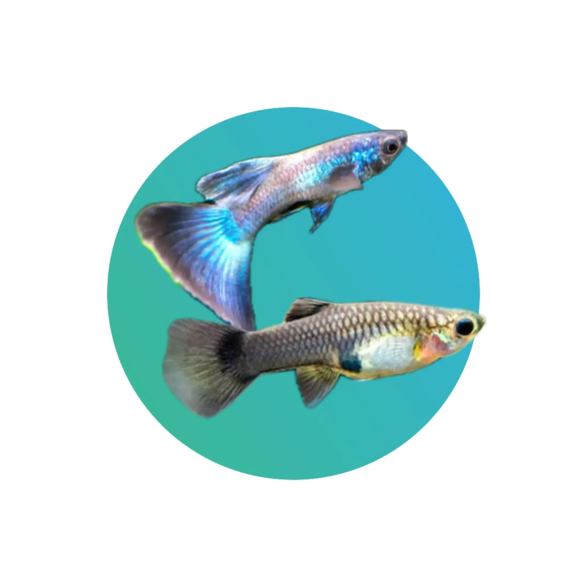 Guppy Moscow