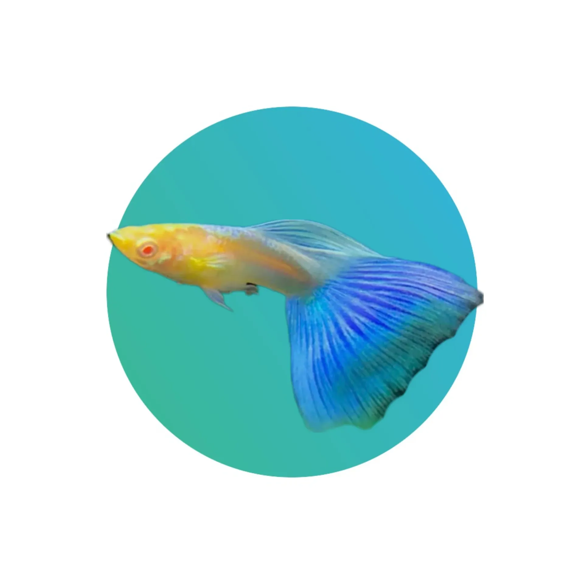 Guppy Albino Blue Tail