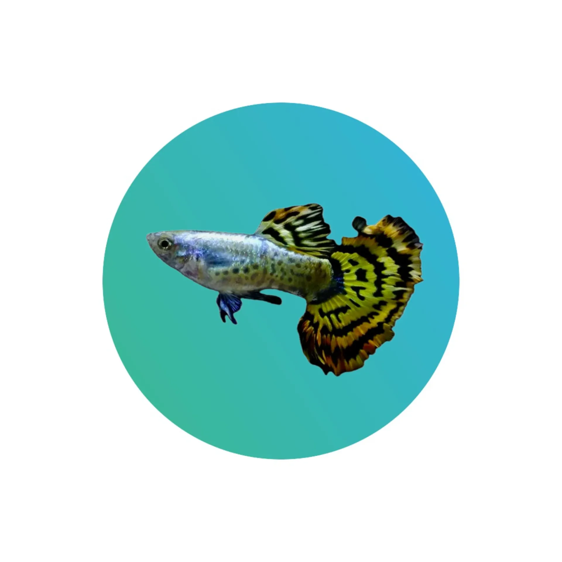 [GP-TGRP] Guppy Tiger (PAIR)
