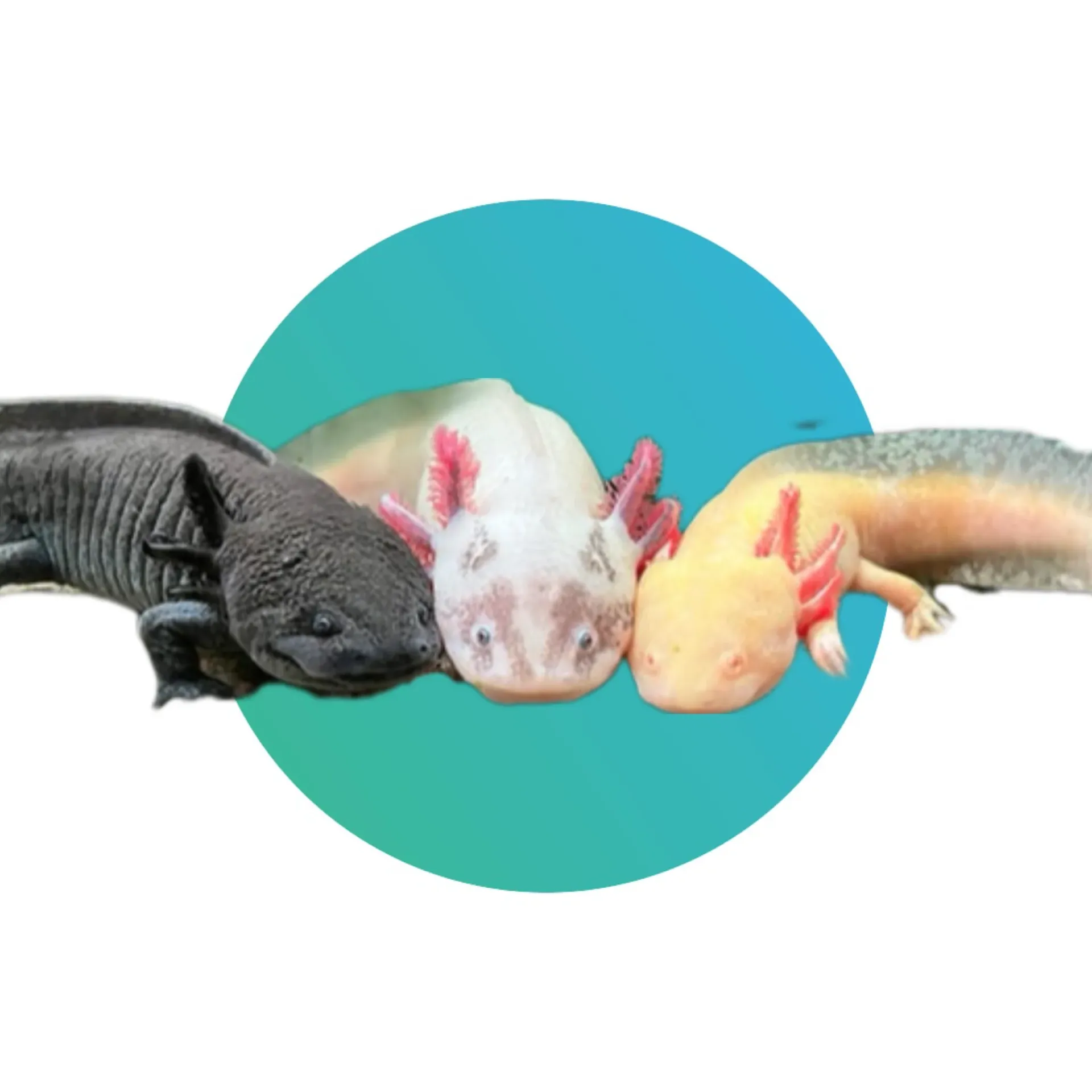 [AXLTBK] Axolotl (Black)