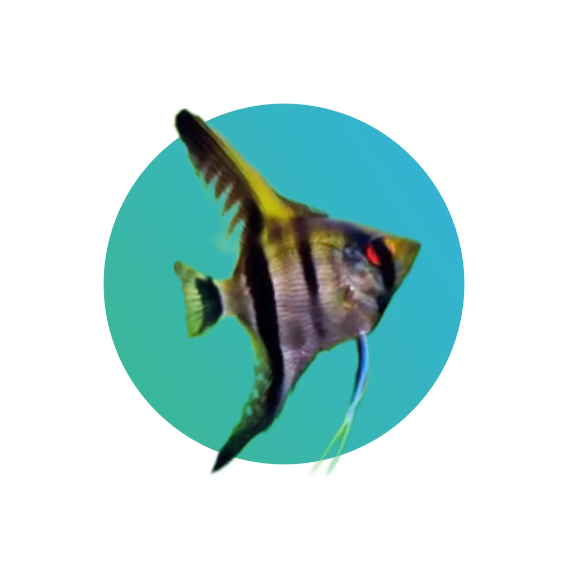 Zebra angelfish