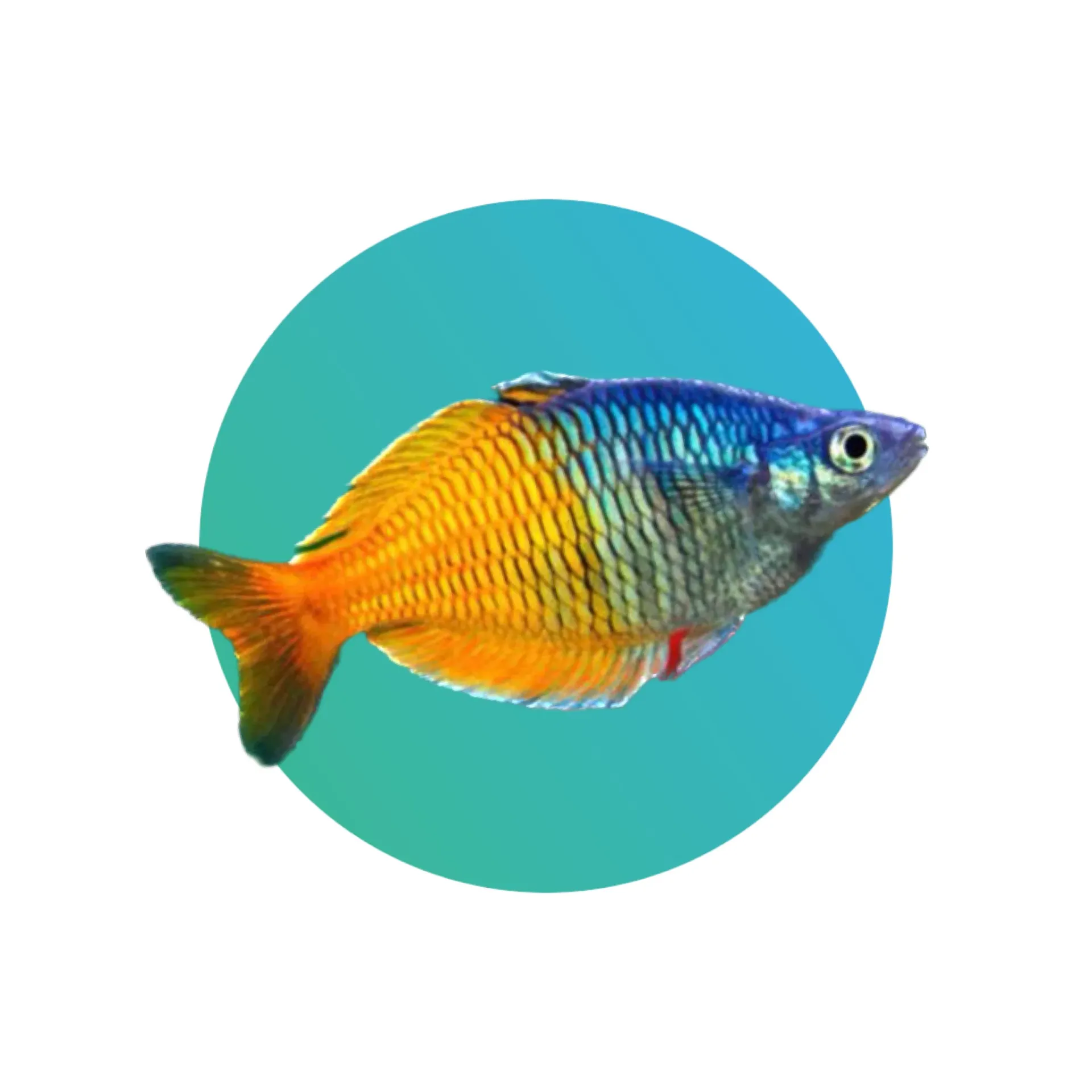 [BSMN-RNS] Boesmani Rainbowfish (Small)