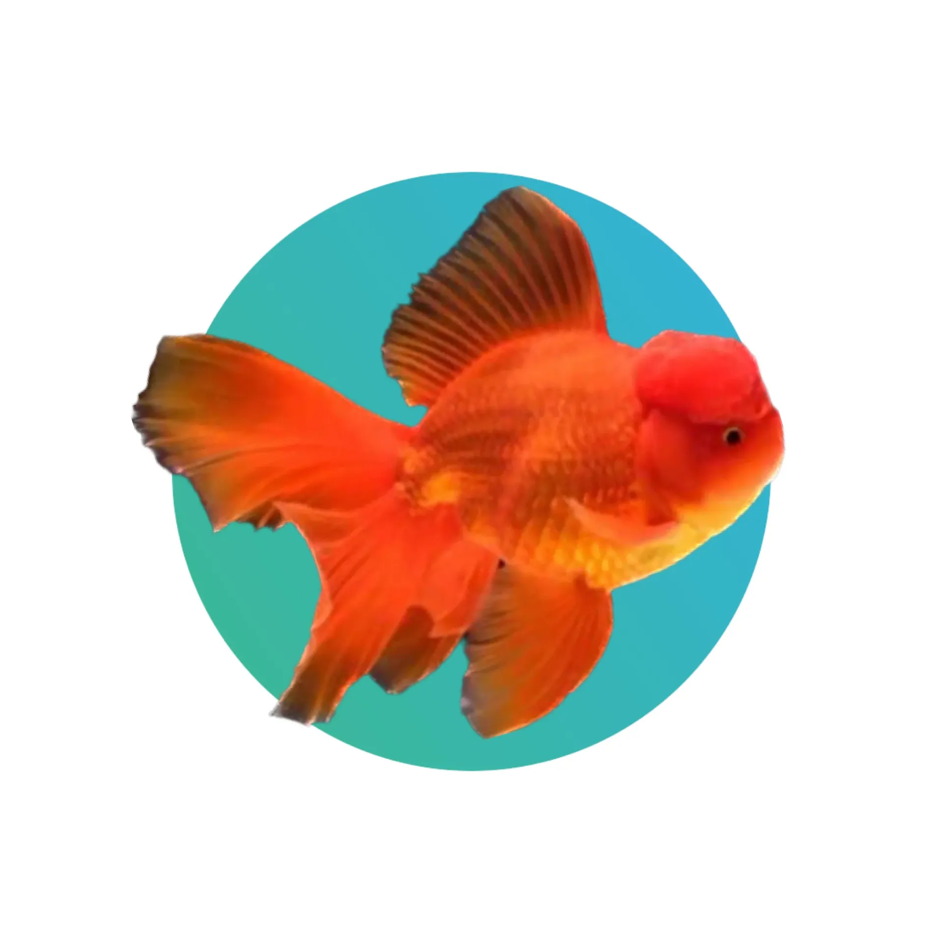 [RD-OND-GFS] Red Oranda Goldfish (Small)