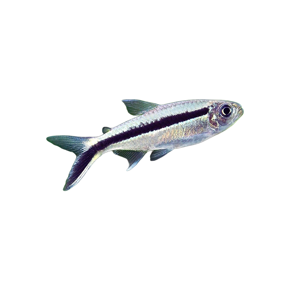 Penguin tetra (Thayeria boehlkei)