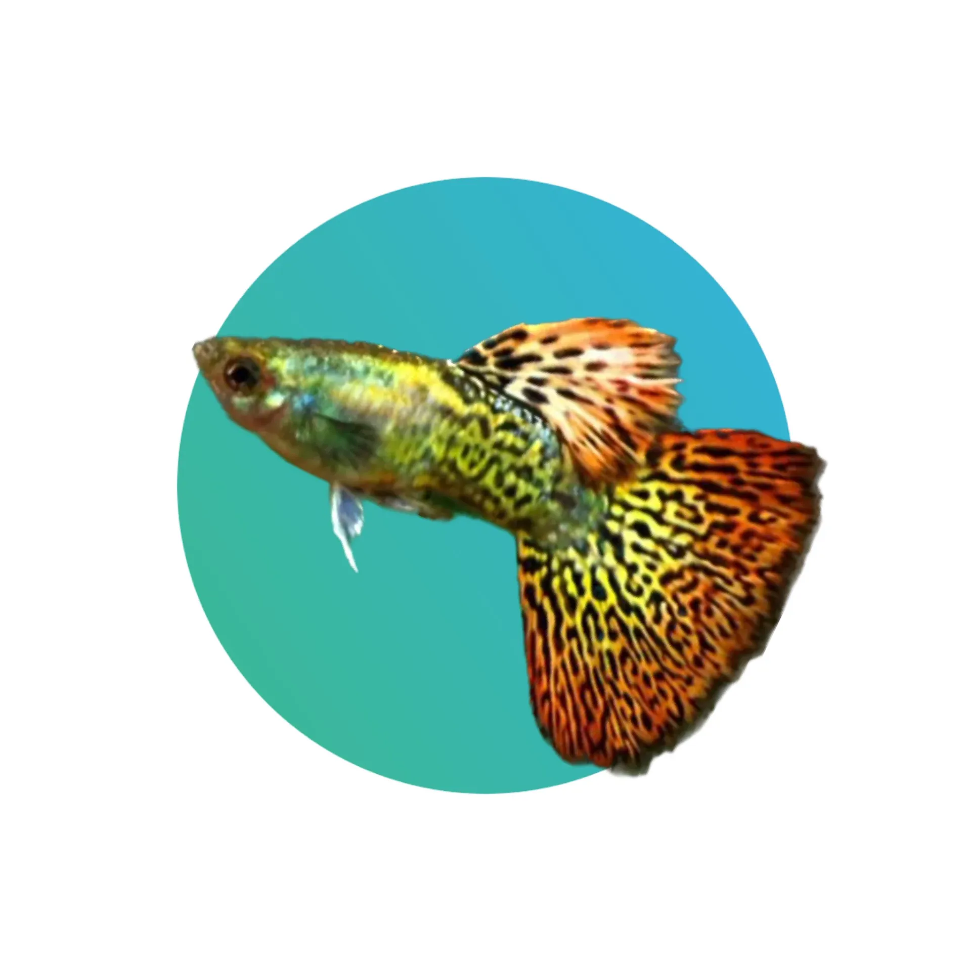 Guppy Red Dragon
