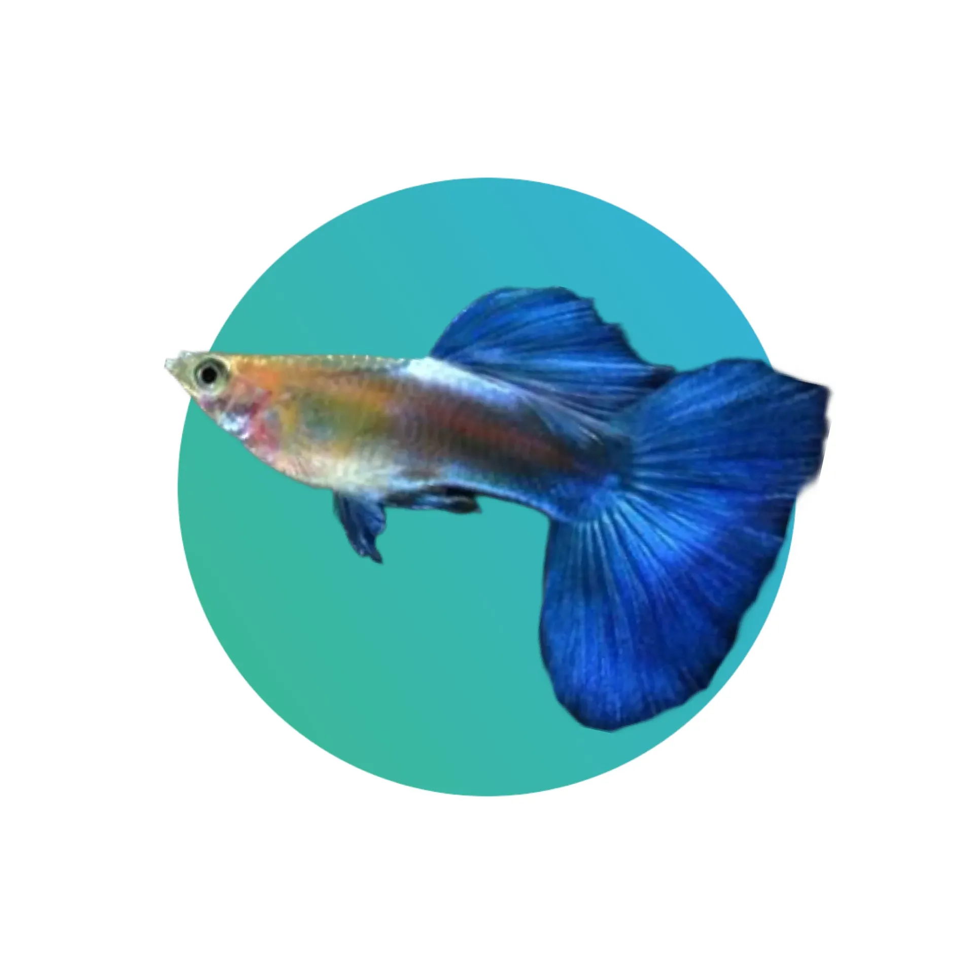 Guppy Coral Blue Tail