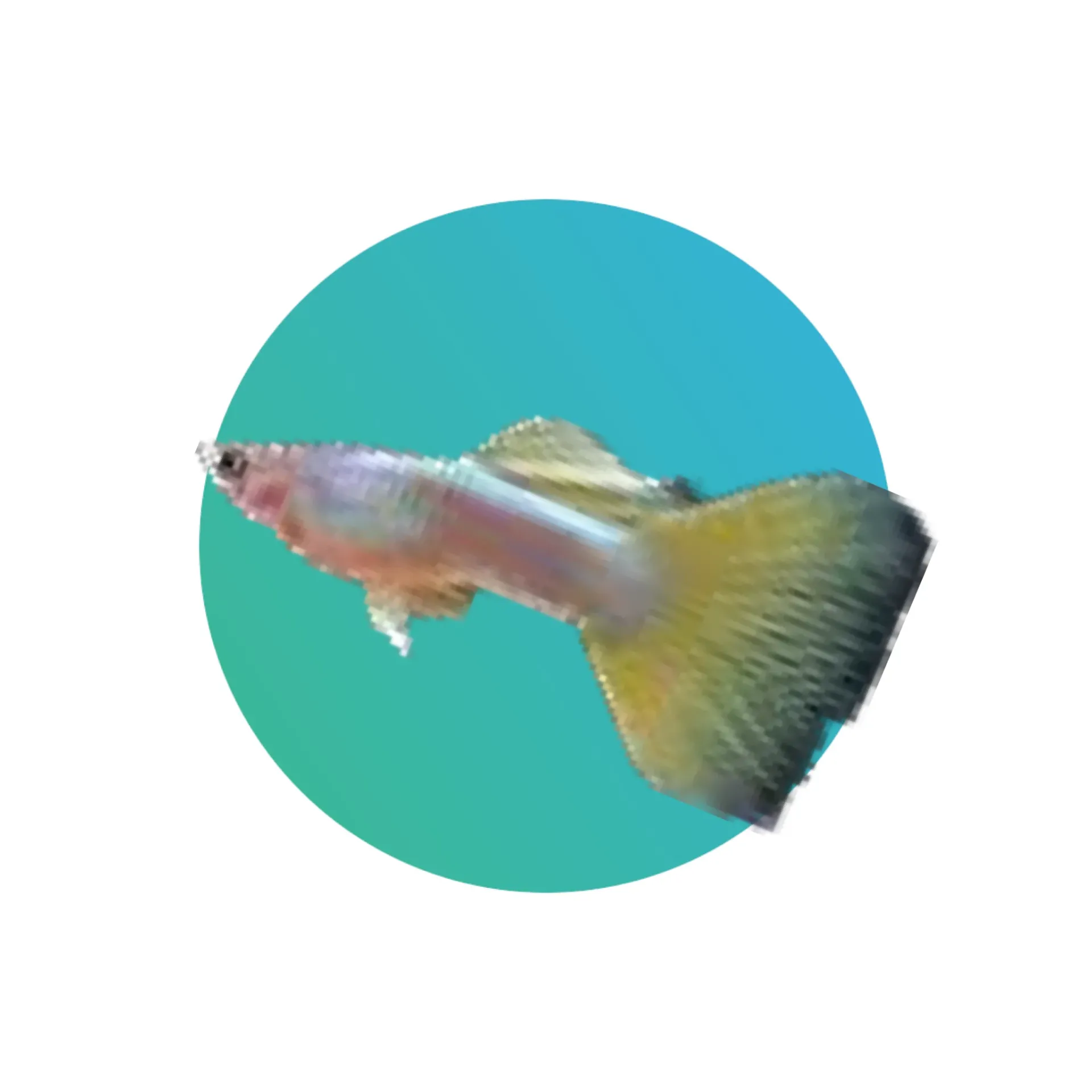 Guppy Pinku