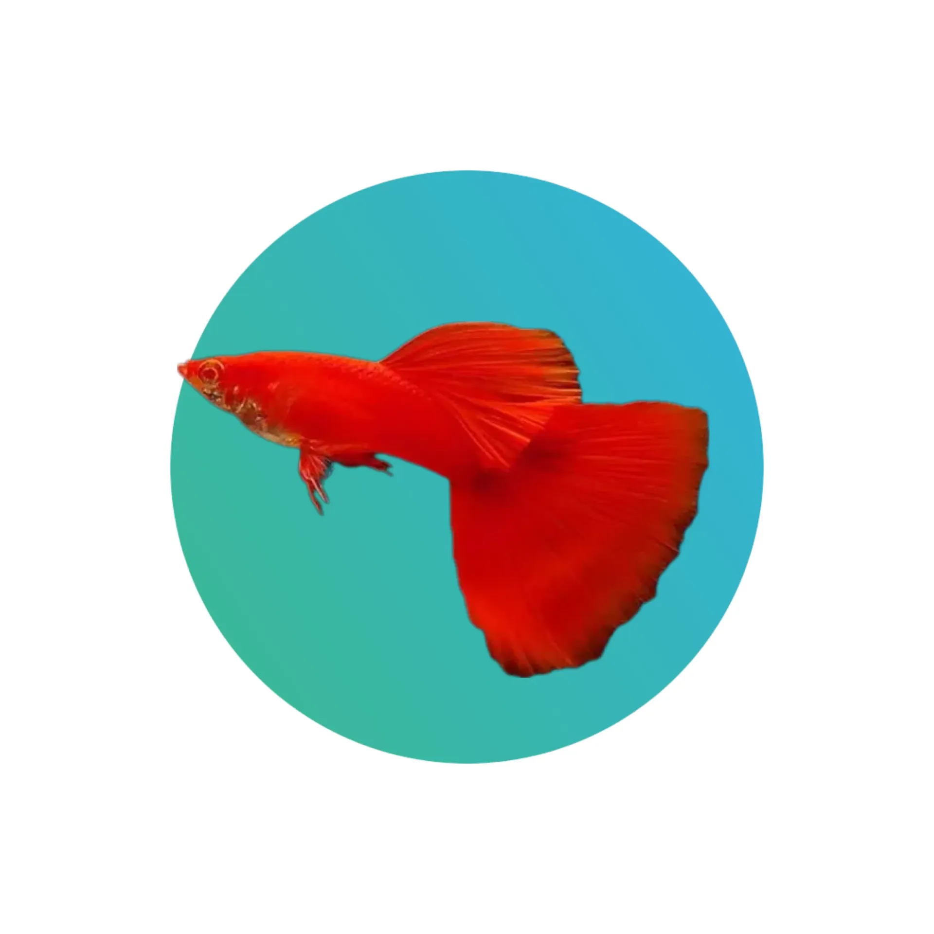 Guppy Albino Red Tail