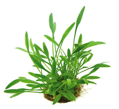 AG | Cryptocoryne parva - Pot