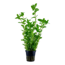 Tropica | Bacopa caroliniana - Pot