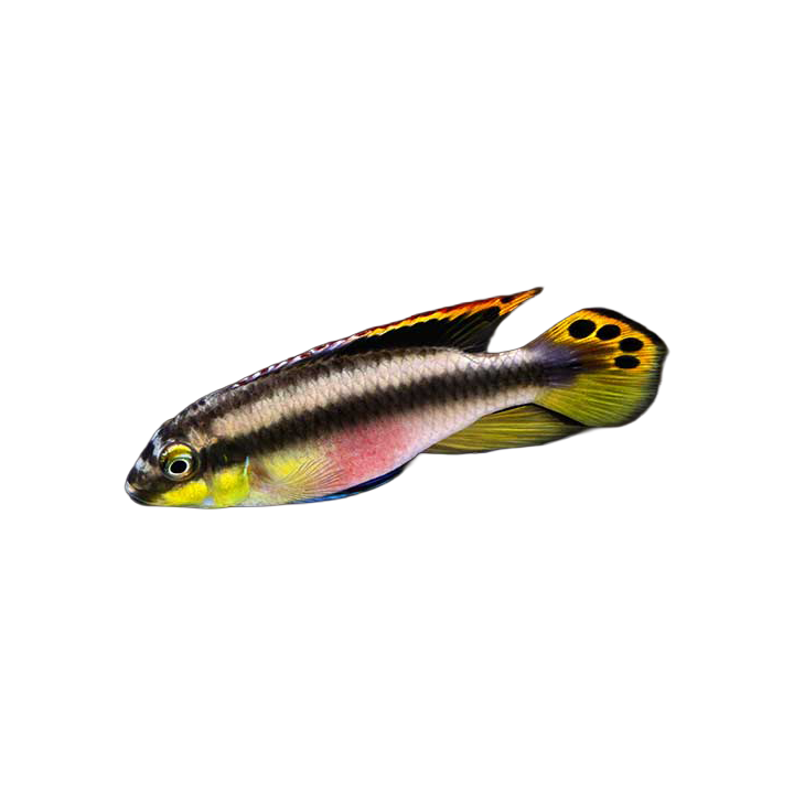 Kribensis Cichlid