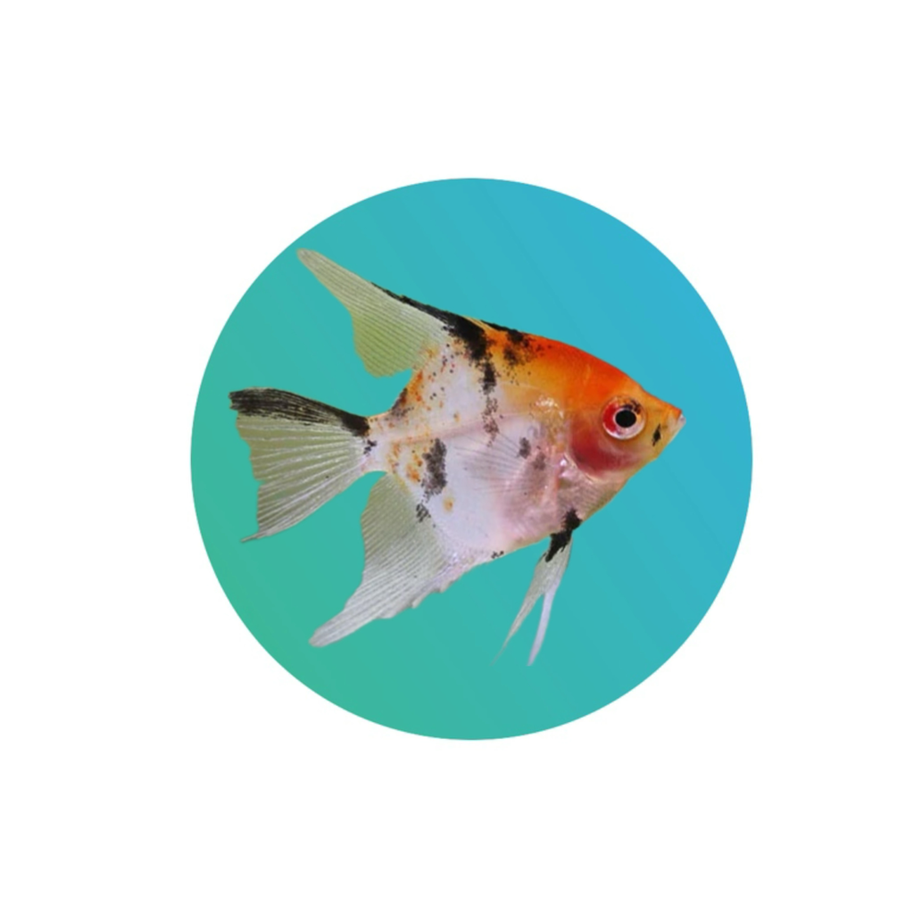 [ANRDH] Red Head Koi Angelfish