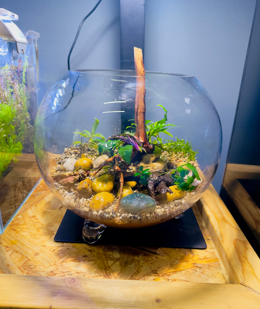 Shrimp Bowl | Sandy