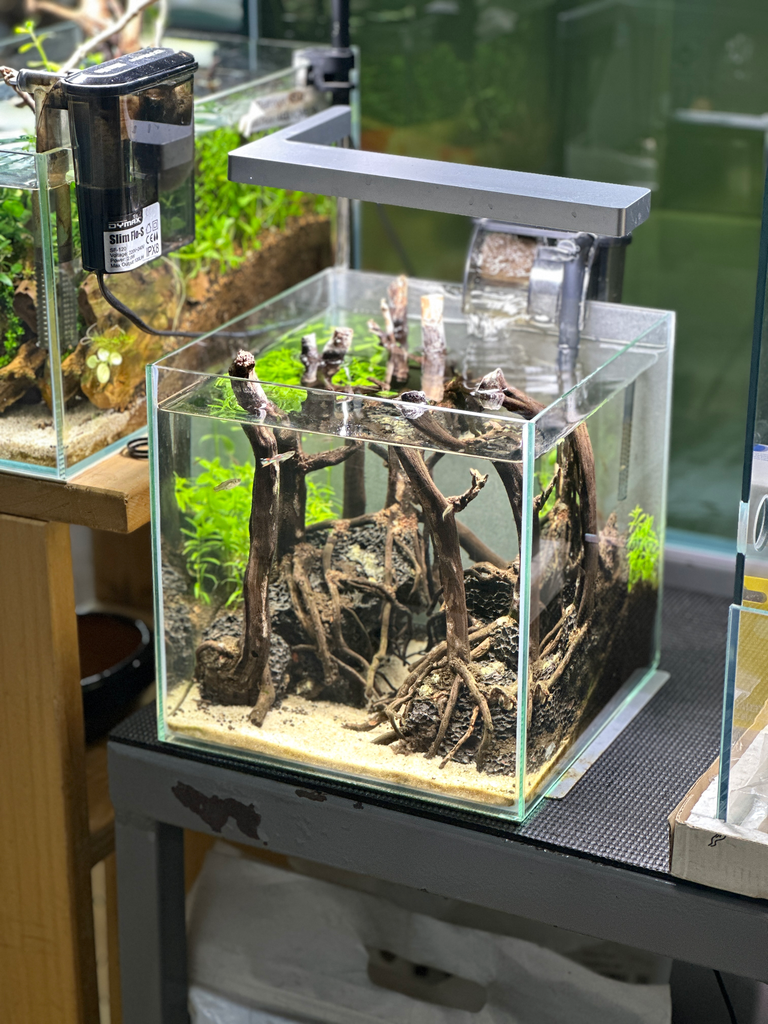 Aquascape | Forest 20x20 cm