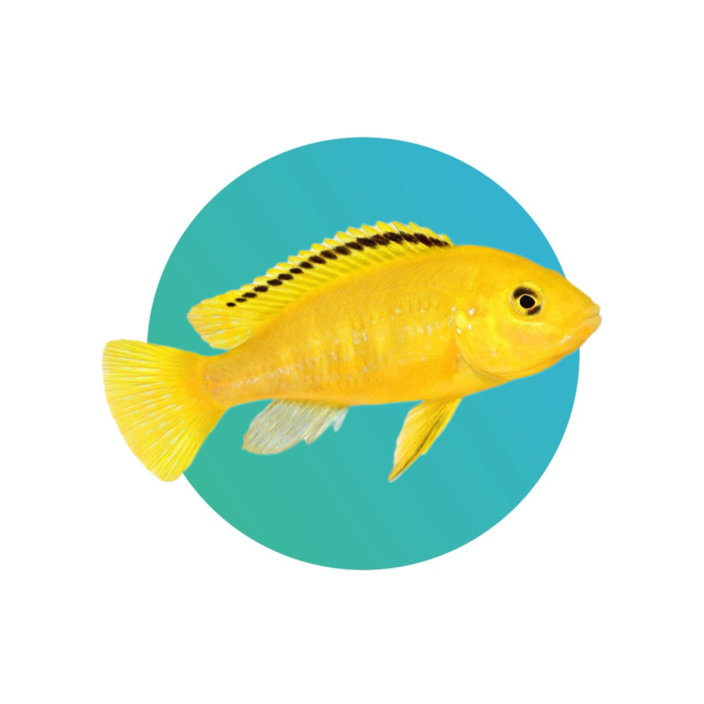 Yellow Lab Mbuna (Labidochromis caeruleus; electric yellow cichlid)