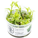 1-2-Grow! Hygrophila polysperma 'White'