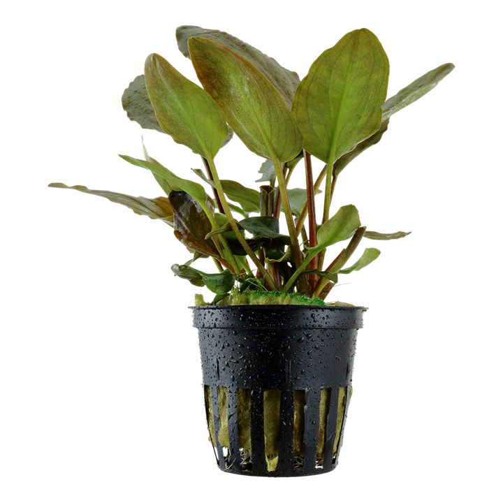 Tropica | Lagenandra meeboldii 'Red' - Pot
