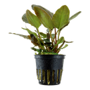 Tropica | Lagenandra meeboldii 'Red' - Pot