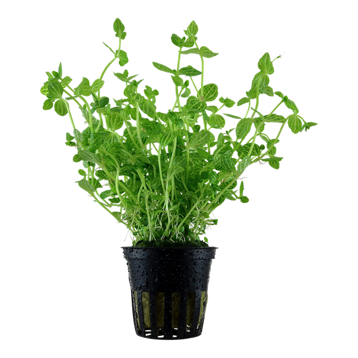 Tropica | Lindernia rotundifolia - Pot