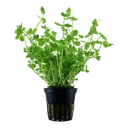 Tropica | Lindernia rotundifolia - Pot