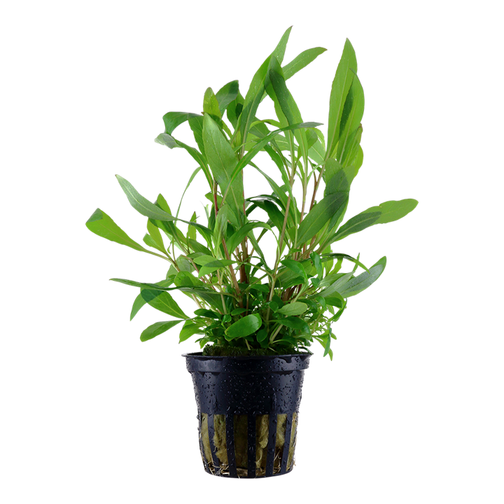Tropica | Hygrophila corymbosa 'Siamensis 53B' - Pot