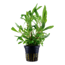 Tropica | Hygrophila corymbosa 'Siamensis 53B' - Pot