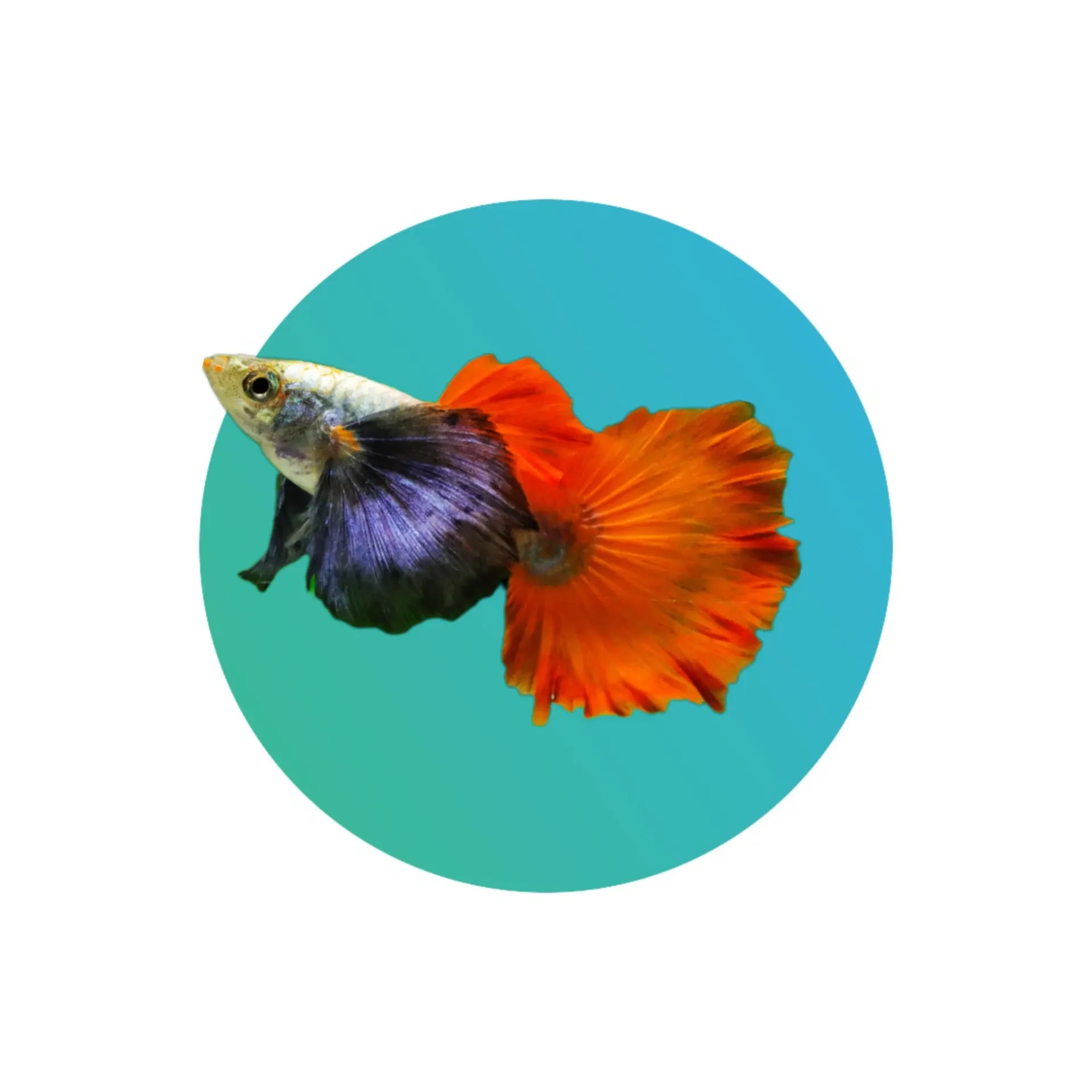 Guppy Dumbo Ear Red Tail (PAIR)