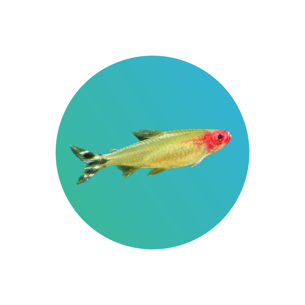 [TE003] Rummy nose tetra (Hemigrammus rhodostomus / Hemigrammus bleheri)