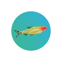 Rummy Nose Tetra (Hemigrammus rhodostomus / Hemigrammus bleheri)