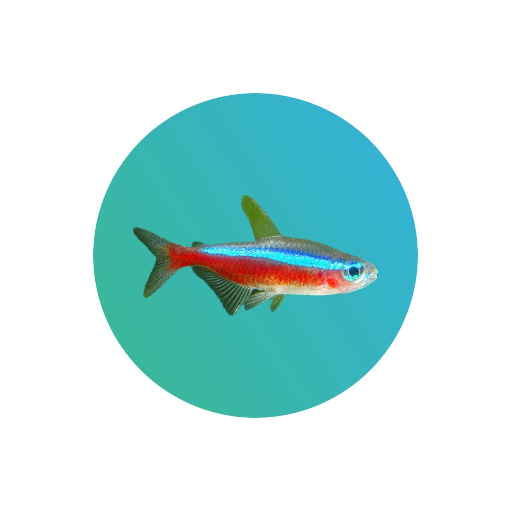 [CDT-001] Cardinal tetra (Paracheirodon axelrodi)